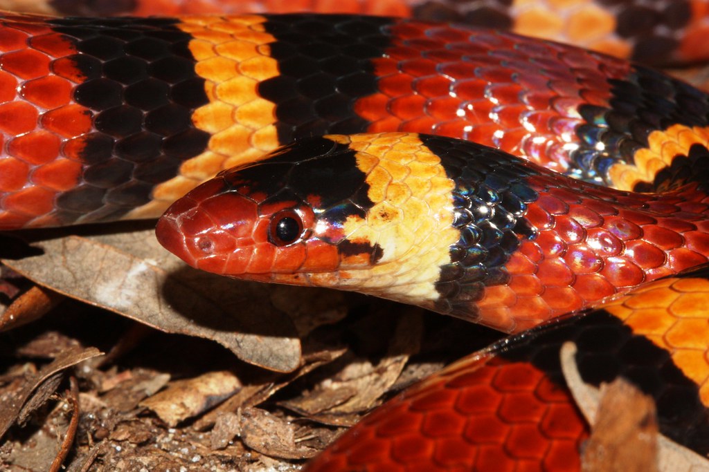 Scarlet Kingsnake Closeup